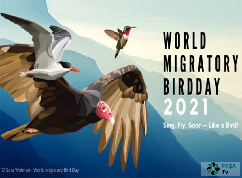 Bu gün Beynəlxalq Köçəri Quşlar Günüdür
