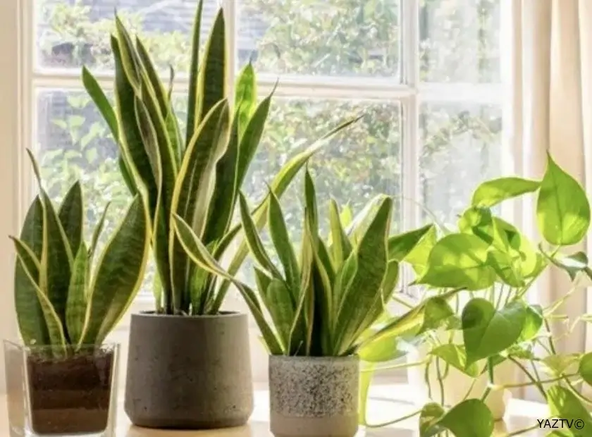 Araşdırma: Yataq otağındakı bitkilər sağlamlıq üçün çox vacibdir.