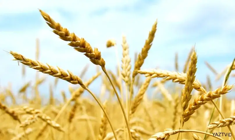 Azərbaycana taxıl ixracı ilə bağlı yeni xəbər!