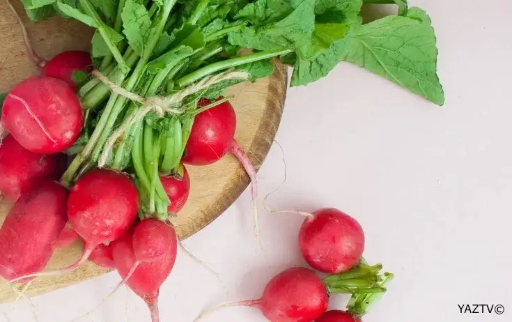 Arıqladır, qış xəstəliklərindən qoruyur