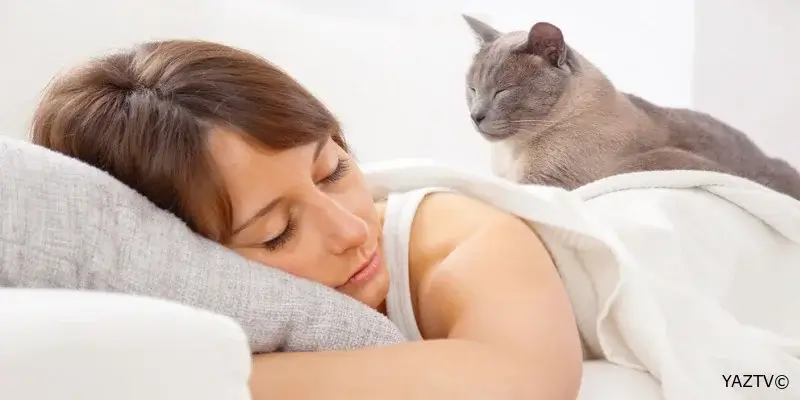 Niyə pişiklər insanın ağrılı yerində yatır?