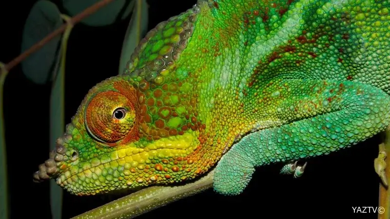 Buqələmunlar niyə rəngini dəyişə bilir?