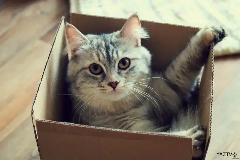 Niyə pişiklər qutularda və ya dar yerlərdə gizlənməyi sevirlər?