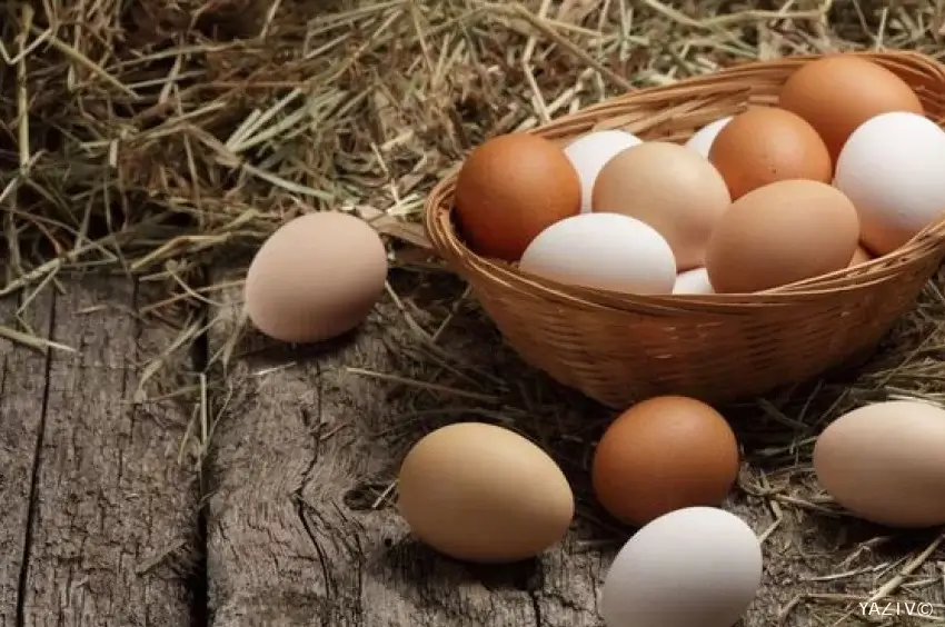 Azərbaycan ABŞ-a yumurta ixracına başlayır